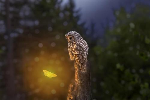 Ural owl