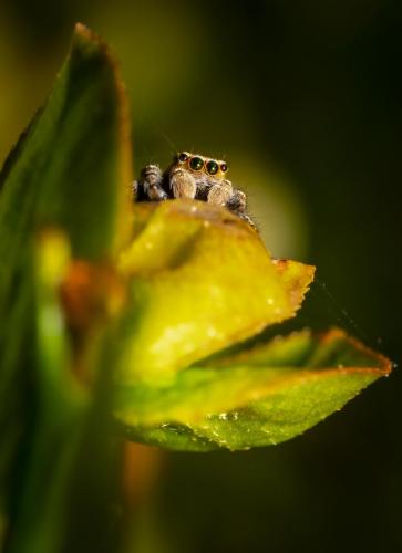 201Hüpikämblik, Jumping spider