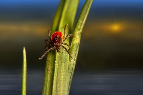 Deer tick (Ixodes scapularis)