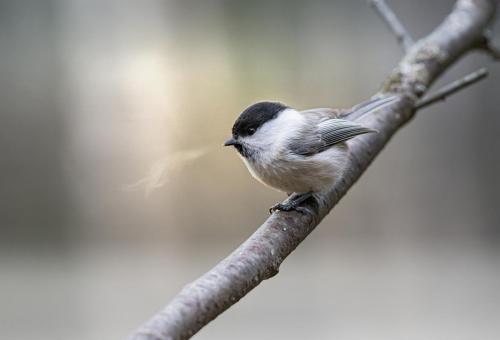 Willow Tit (Poecile montanus)