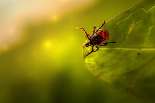 Deer tick (Ixodes scapularis)