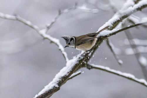 European crested tit (Lophophanes cristatus)