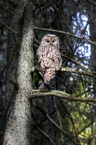 Ural owl (Strix uralensis)