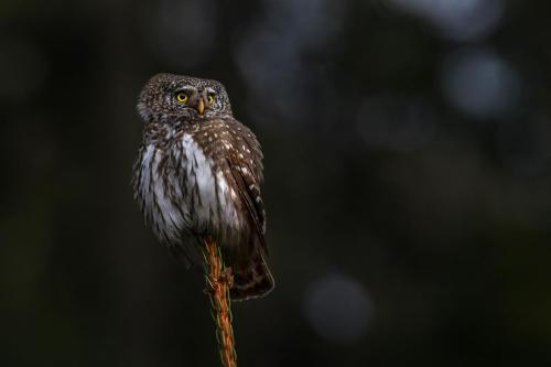 Eurasian pygmy owl (Glaucidium passerinum)