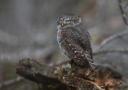 Eurasian pygmy owl (Glaucidium passerinum)