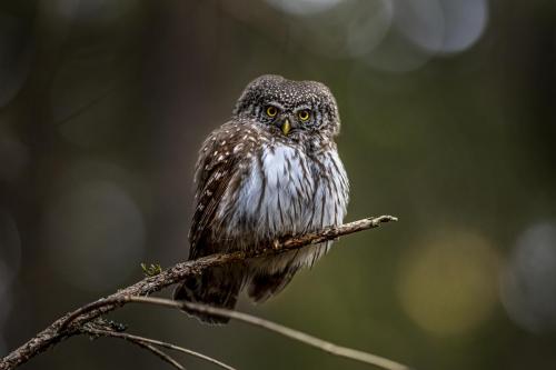 Eurasian pygmy owl (Glaucidium passerinum)