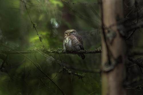 Eurasian pygmy owl (Glaucidium passerinum)