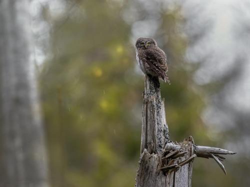 Eurasian pygmy owl (Glaucidium passerinum)