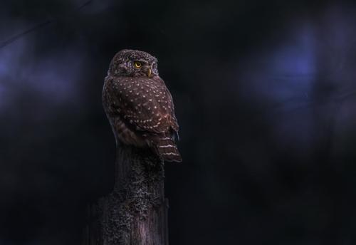 Eurasian pygmy owl (Glaucidium passerinum)