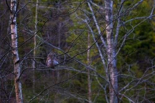 Eurasian pygmy owl (Glaucidium passerinum)