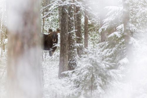 Eurasian elk (Alces alces)