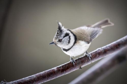 European crested tit (Lophophanes cristatus)