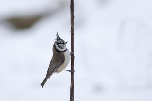 European crested tit (Lophophanes cristatus)