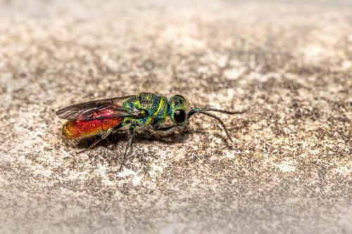 Cuckoo wasp (Crysis)