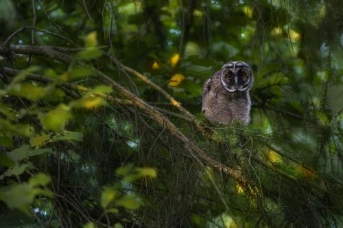 Long-eared owl (Asio otus)