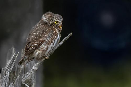 Eurasian pygmy owl (Glaucidium passerinum)