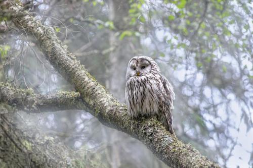 Händkakk, Ural owl (Strix uralensis)