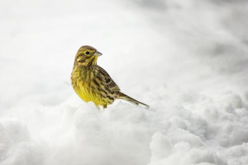 Talvike, Yellowhammer (Emberiza citrinella)