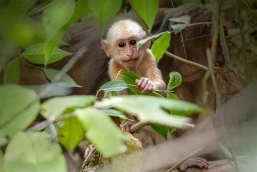 Stump-tailed Macaque (Macaca arctoides)