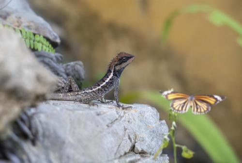 Emma gray's forest lizard (Calotes emma)