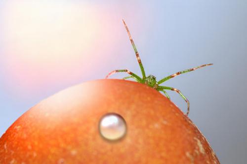 Green crab spider (Diaea dorsata)