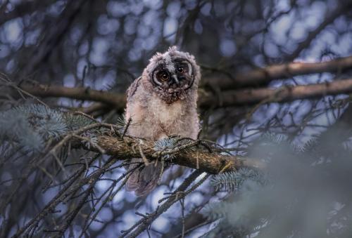 Long-eared owl (Asio otus)