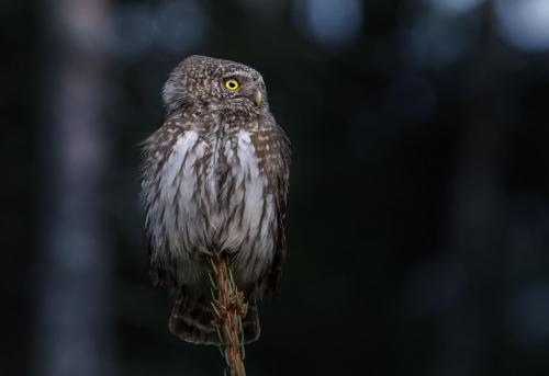 Eurasian pygmy owl (Glaucidium passerinum)