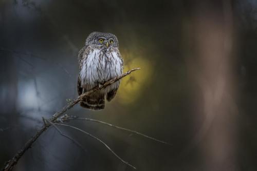 Eurasian pygmy owl (Glaucidium passerinum)