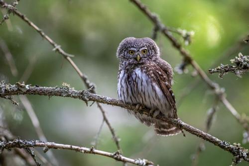 Eurasian pygmy owl (Glaucidium passerinum)