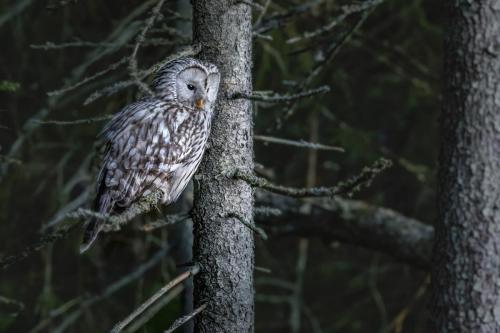 Ural owl (Strix uralensis)