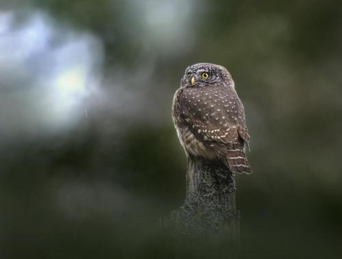 Eurasian pygmy owl (Glaucidium passerinum)