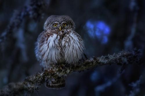 Eurasian pygmy owl (Glaucidium passerinum)