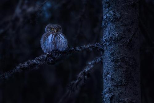 Eurasian pygmy owl (Glaucidium passerinum)