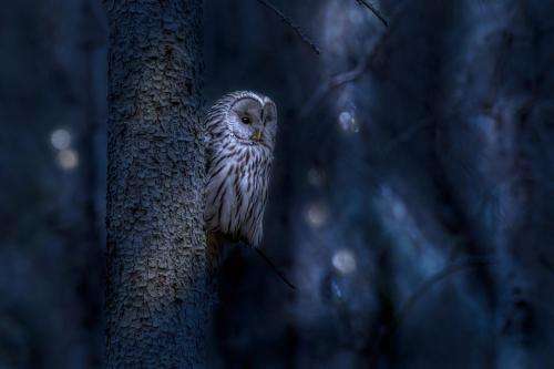 Händkakk, Ural owl (Strix uralensis)