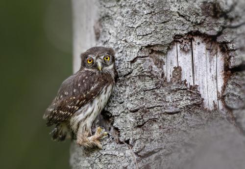 Eurasian pygmy owl (Glaucidium passerinum)