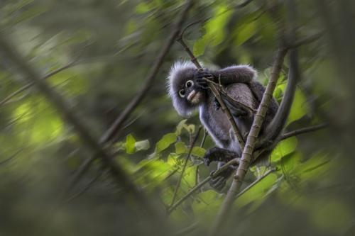 Dusky leaf monkey (Trachypithecus obscurus)