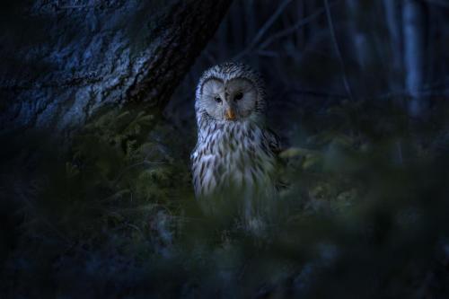 Ural owl (Strix uralensis)