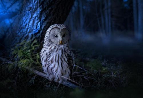 Ural owl (Strix uralensis)