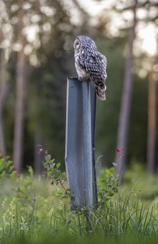 Ural owl (Strix uralensis)