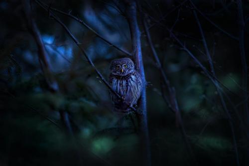 Eurasian pygmy owl (Glaucidium passerinum)