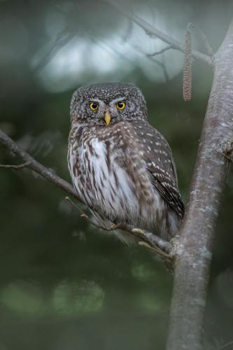 Eurasian pygmy owl (Glaucidium passerinum)