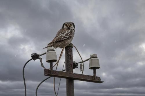 Northern Hawk-owl (Surnia ulula)