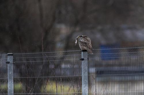 Vöötkakk, Northern Hawk-owl (Surnia ulula)