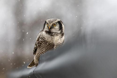 Vöötkakk, Northern Hawk-owl (Surnia ulula)