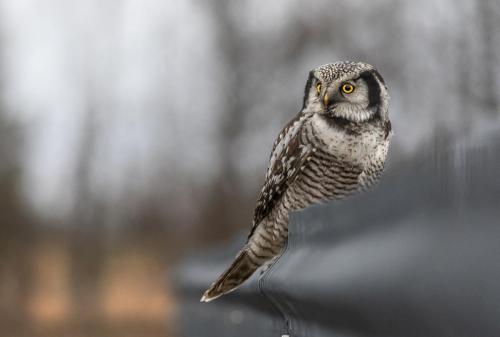 Northern Hawk-owl (Surnia ulula)