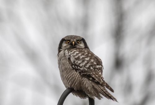 Vöötkakk, Northern Hawk-owl (Surnia ulula)