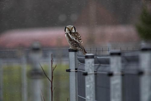 Northern Hawk-owl (Surnia ulula)