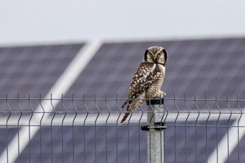 Northern Hawk-owl (Surnia ulula)