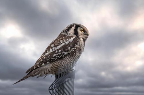 Northern Hawk-owl (Surnia ulula)