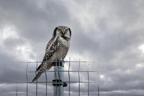 Vöötkakk, Northern Hawk-owl (Surnia ulula)